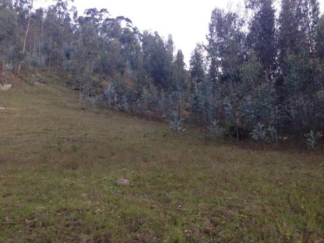 Vendo Terreno 5350 m2 Ubicado en Turi Sector Tierra Blanca