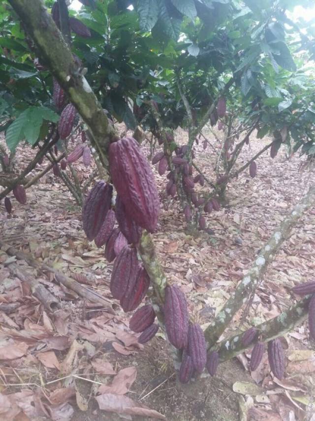 VENDO 11 HECTAREAS DE CACAO RAMILLA EN PRODUCCIÓN