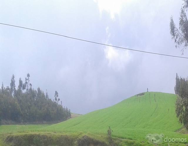 DE OPORTUNIDAD PROPIEDAD DE 5 HECTÁREA EN CAYAMBE