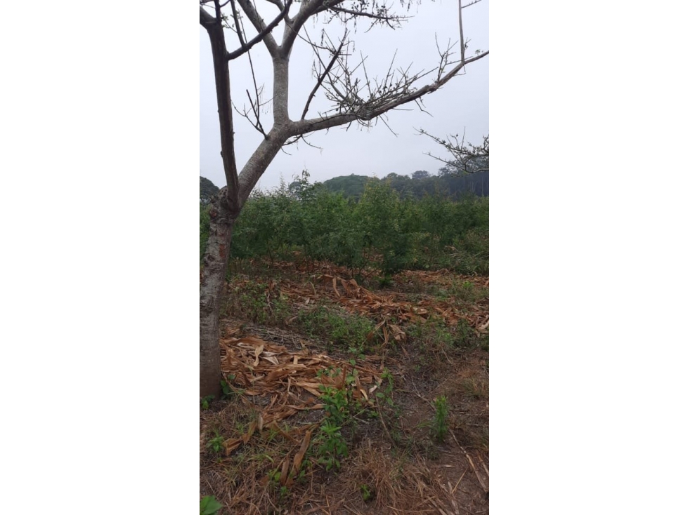 SE VENDE TERRENO DE CULTIVOS EN BABAHOYO VENTANAS